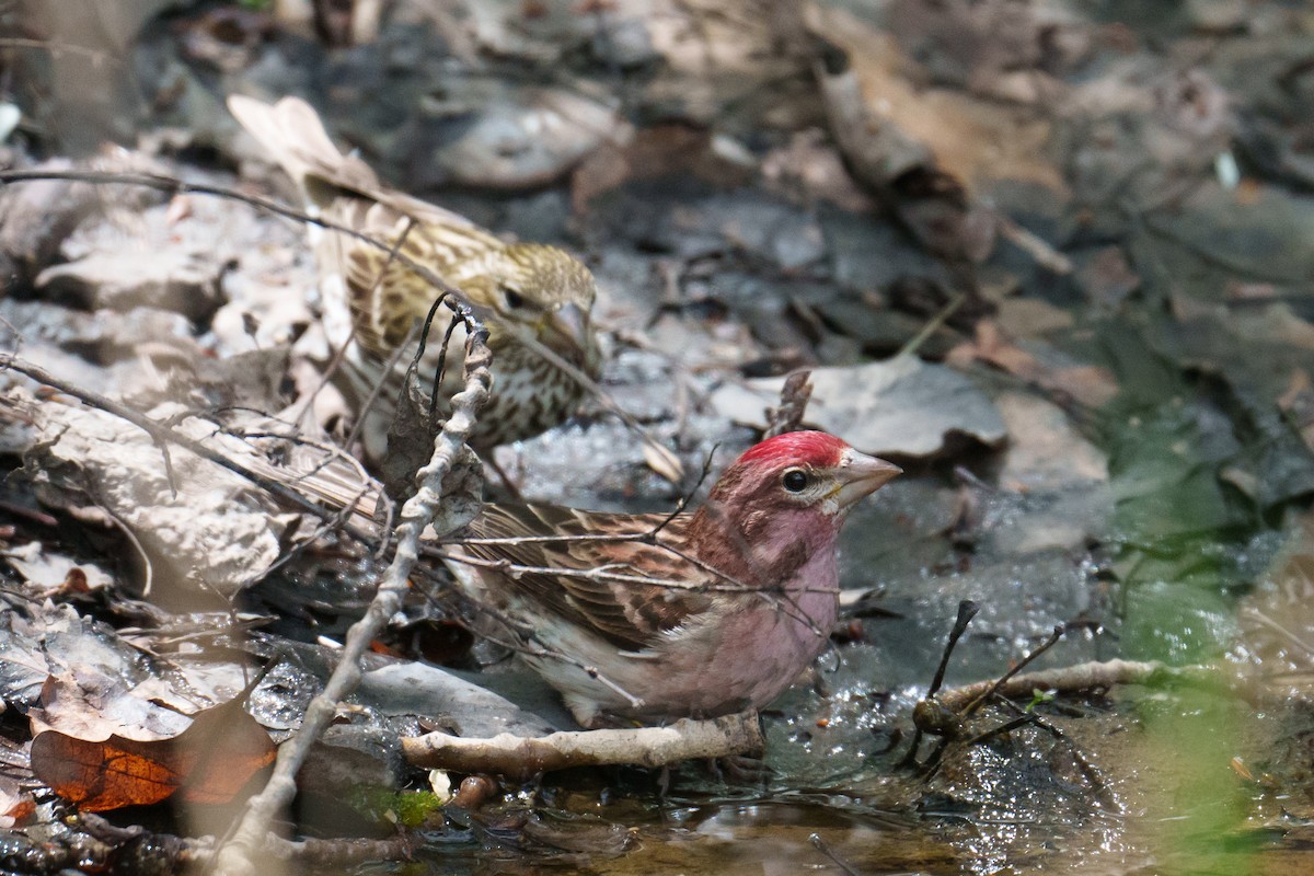 Cassin's Finch - ML620305422