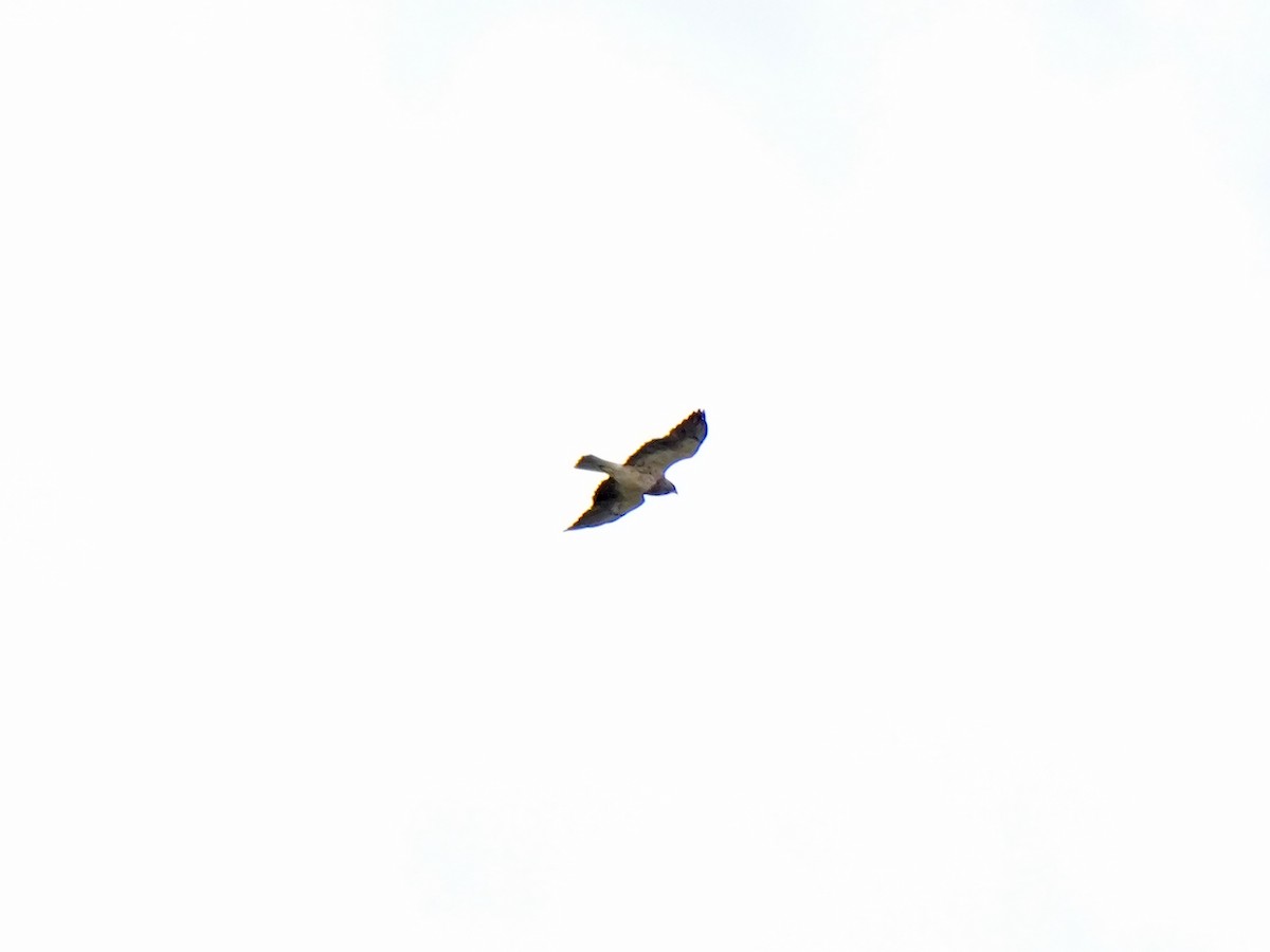 Swainson's Hawk - ML620305427