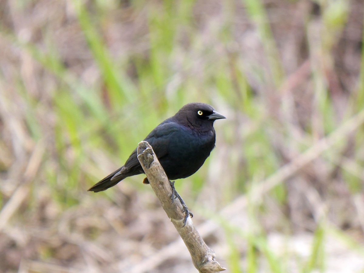 Brewer's Blackbird - ML620305429