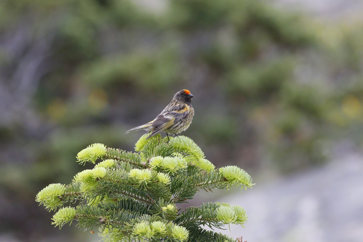 Fire-fronted Serin - ML620305431