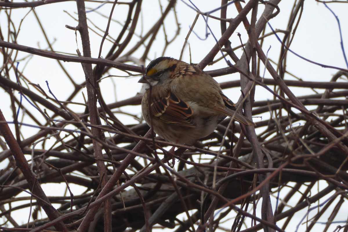 White-throated Sparrow - ML620305433