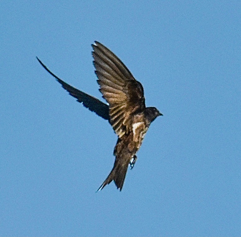 Purple Martin - ML620305440