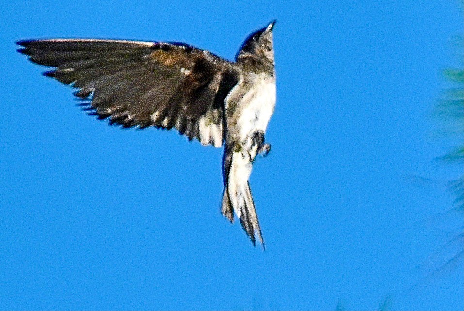 Purple Martin - ML620305442