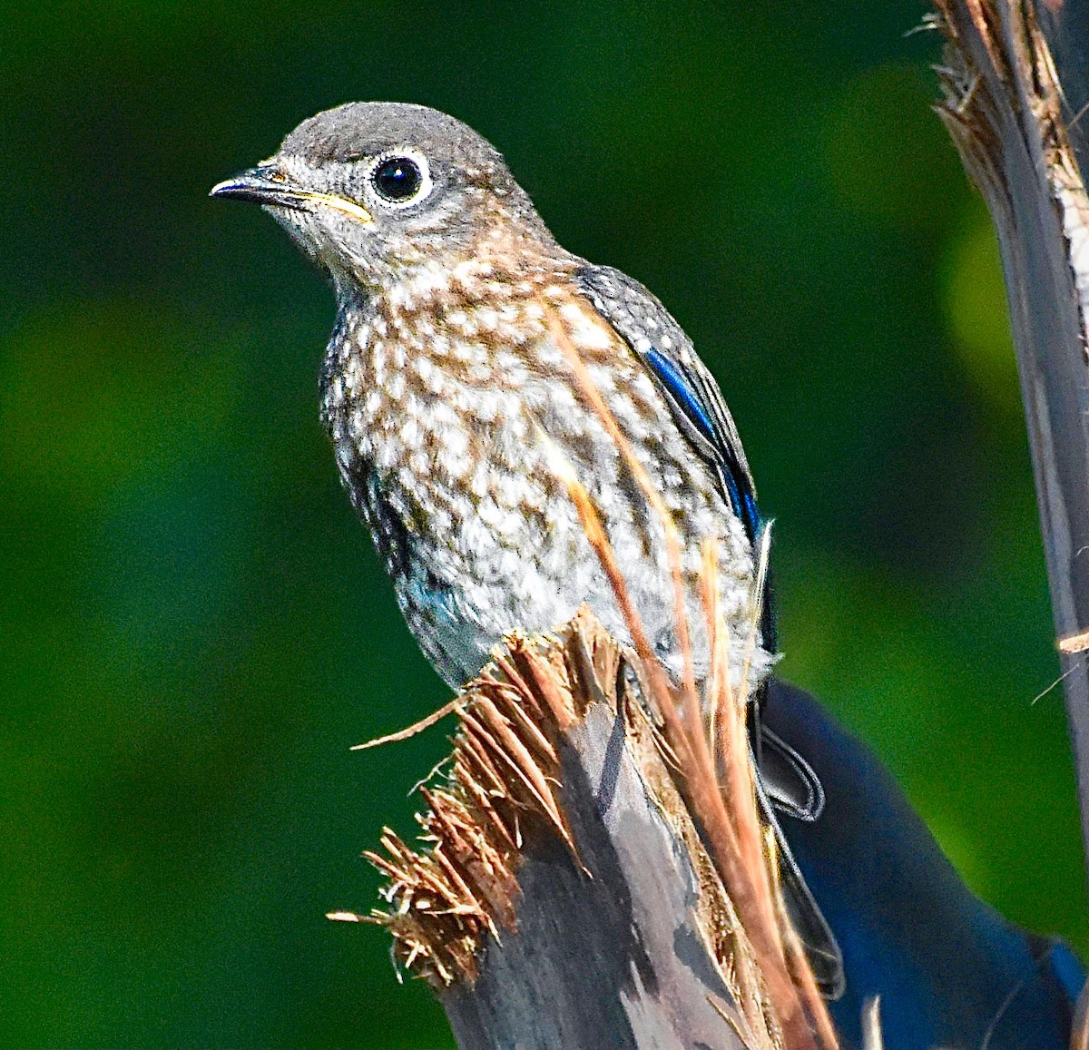 Eastern Bluebird - ML620305456