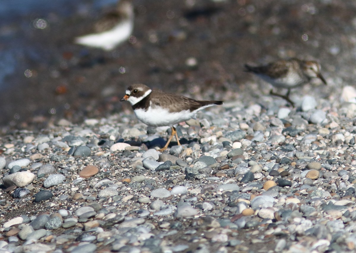 Semipalmated Plover - ML620305458