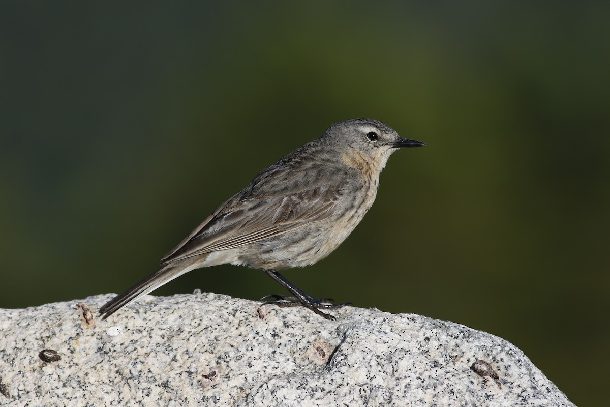 Water Pipit - ML620305459