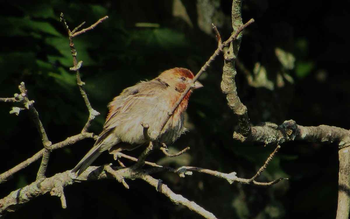 House Finch - ML620305461