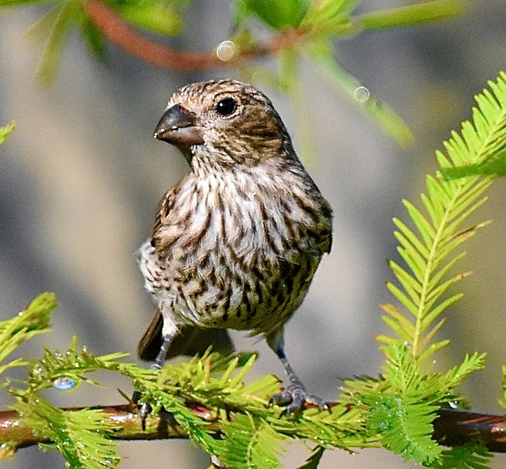 House Finch - ML620305466