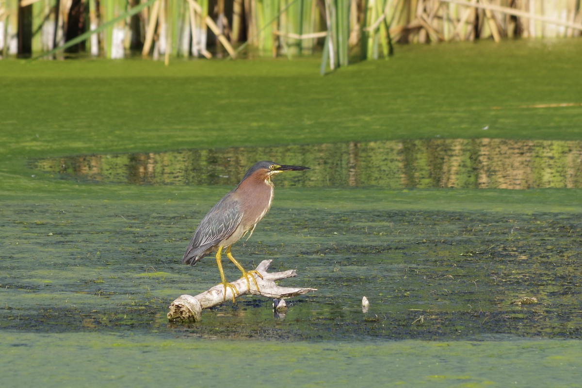 Green Heron - ML620305469