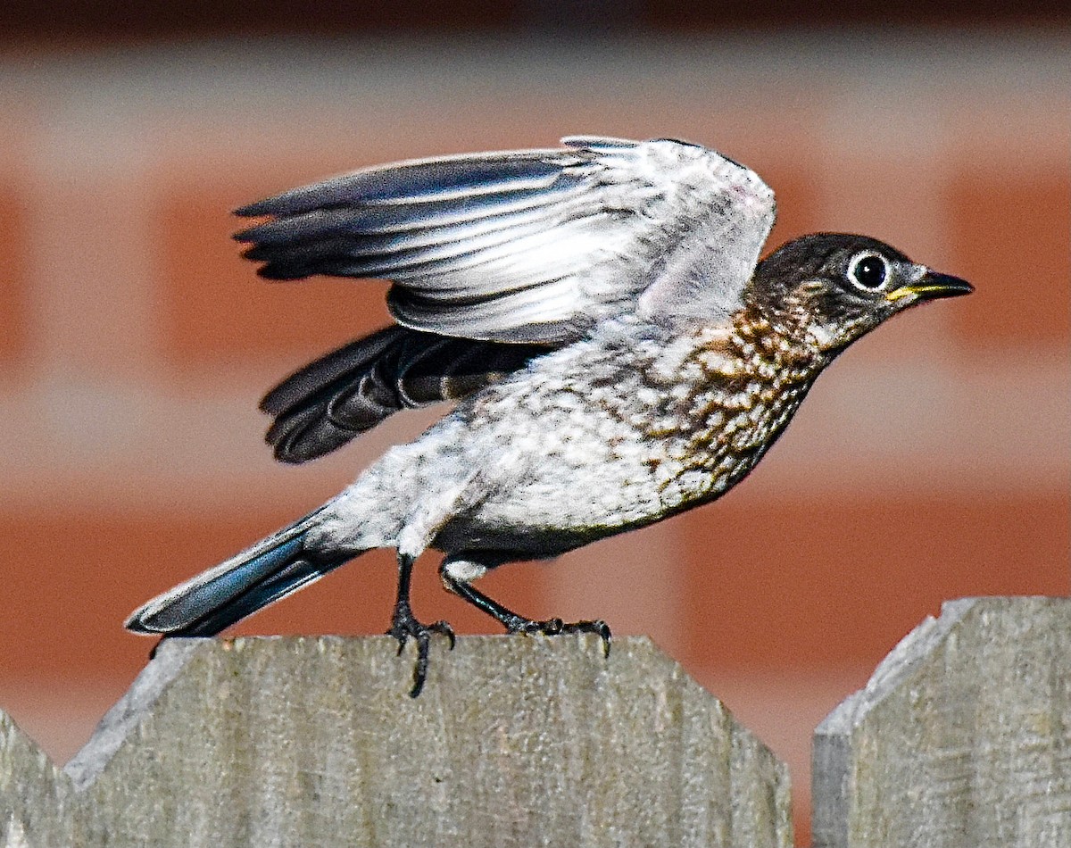 Eastern Bluebird - ML620305476