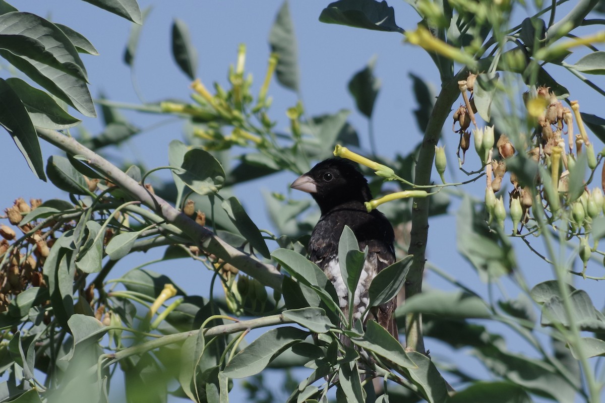 Rose-breasted Grosbeak - ML620305484