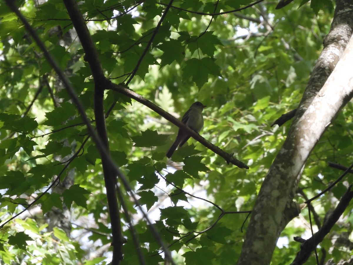 Eastern Wood-Pewee - ML620305486