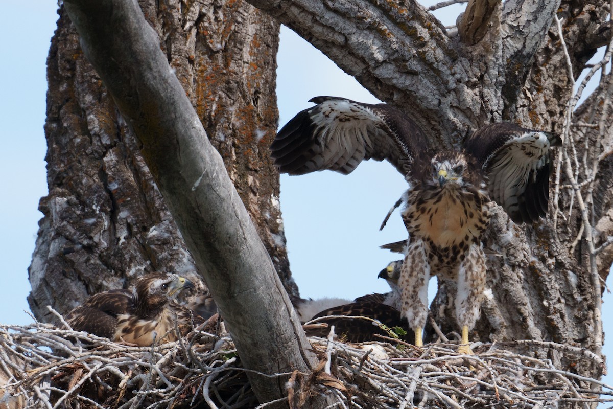 Rotschwanzbussard (calurus/alascensis) - ML620305507