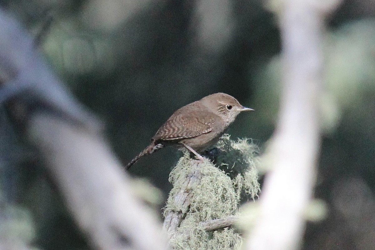 House Wren - ML620305508