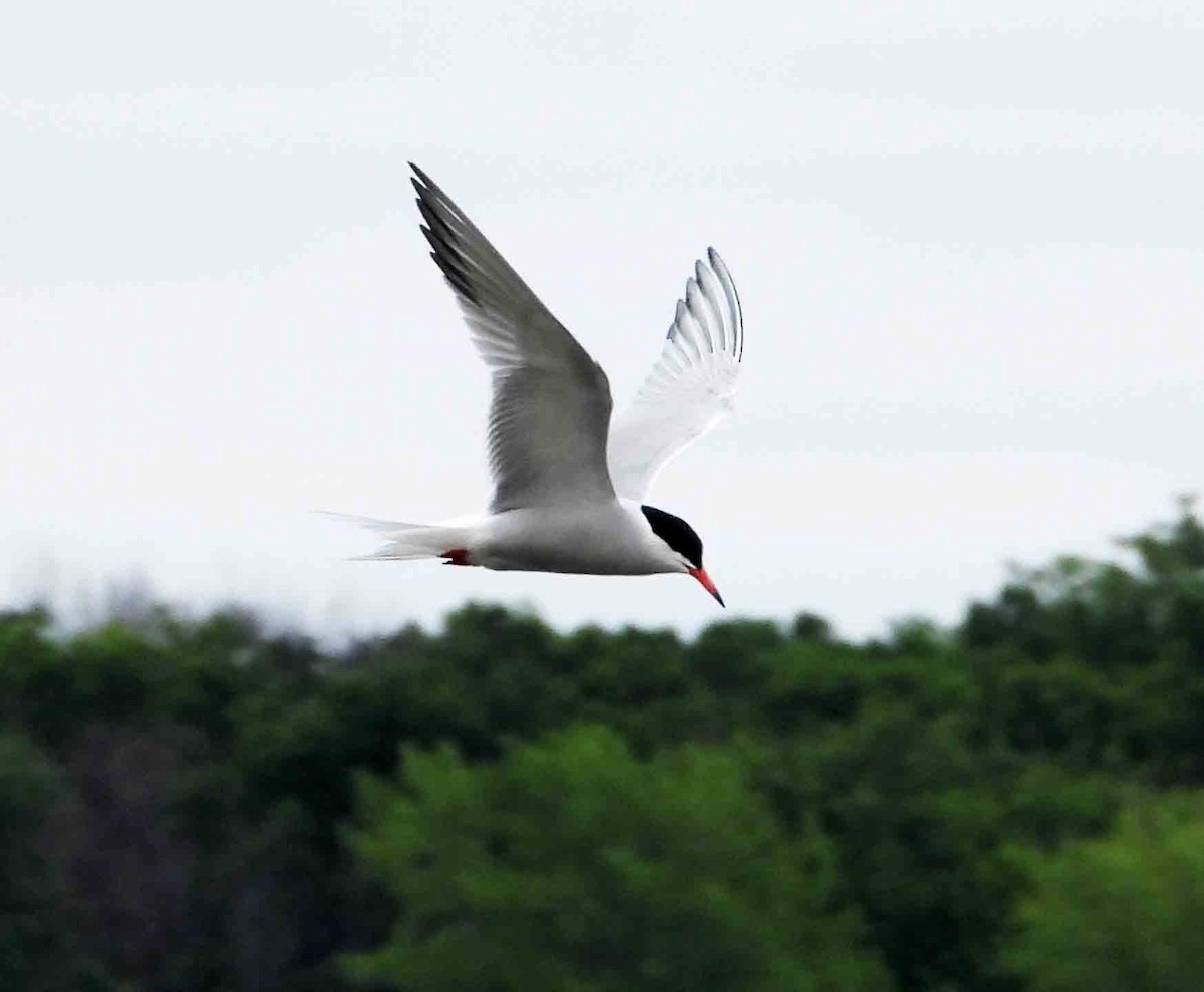 Common Tern - ML620305509