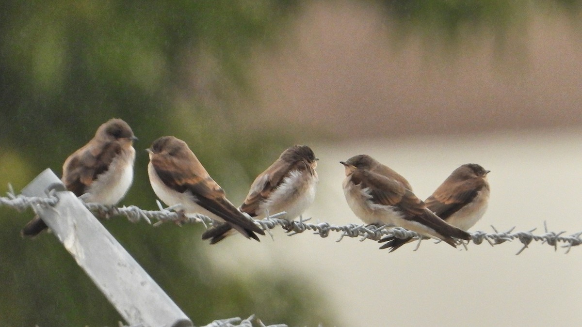 Northern Rough-winged Swallow - ML620305517