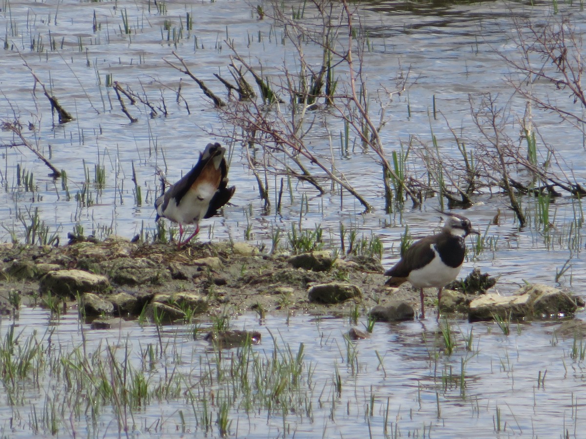 Northern Lapwing - ML620305518