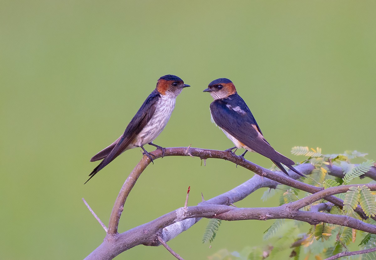 Red-rumped Swallow - ML620305520