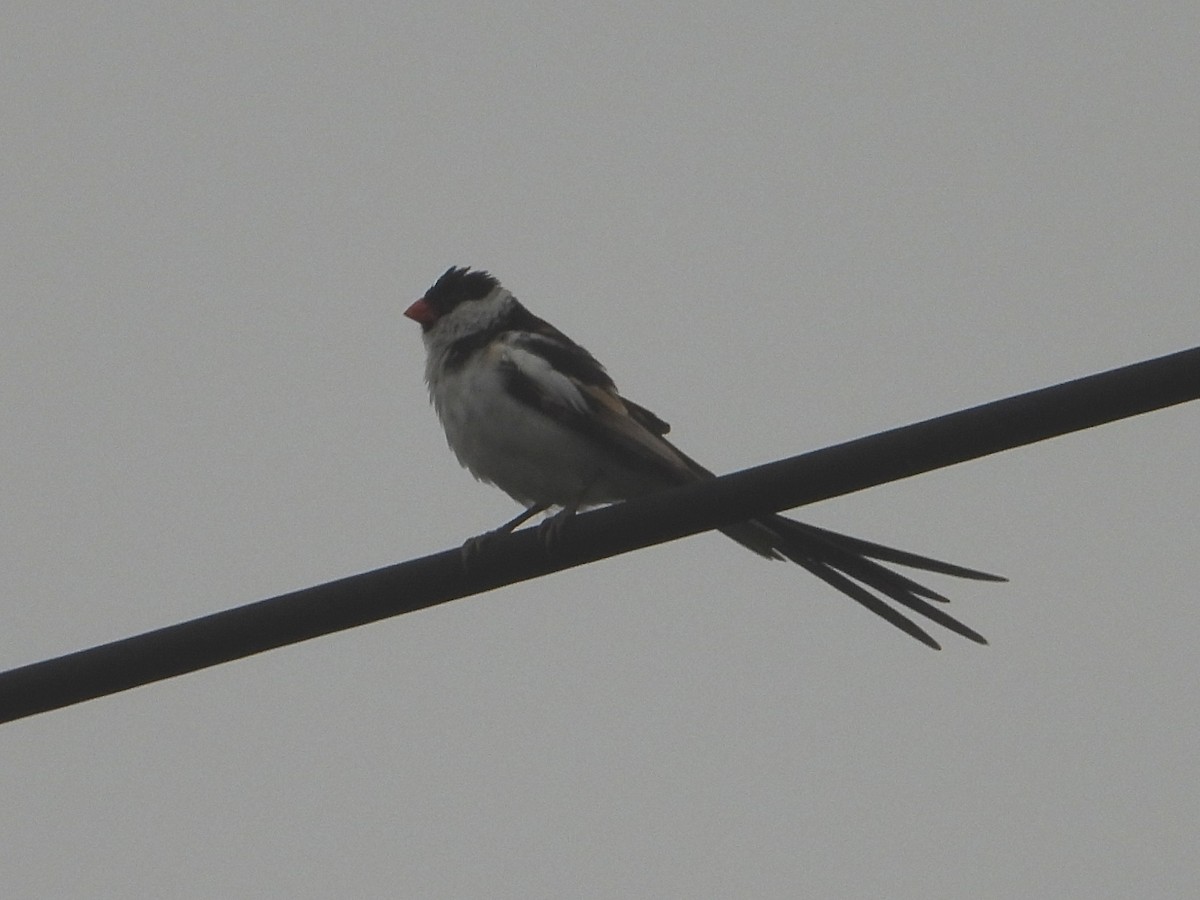 Pin-tailed Whydah - ML620305522