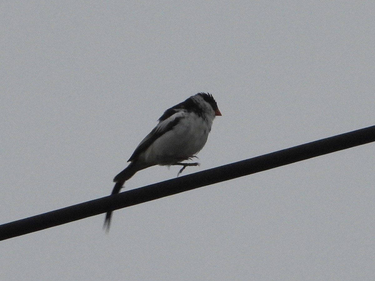 Pin-tailed Whydah - ML620305523