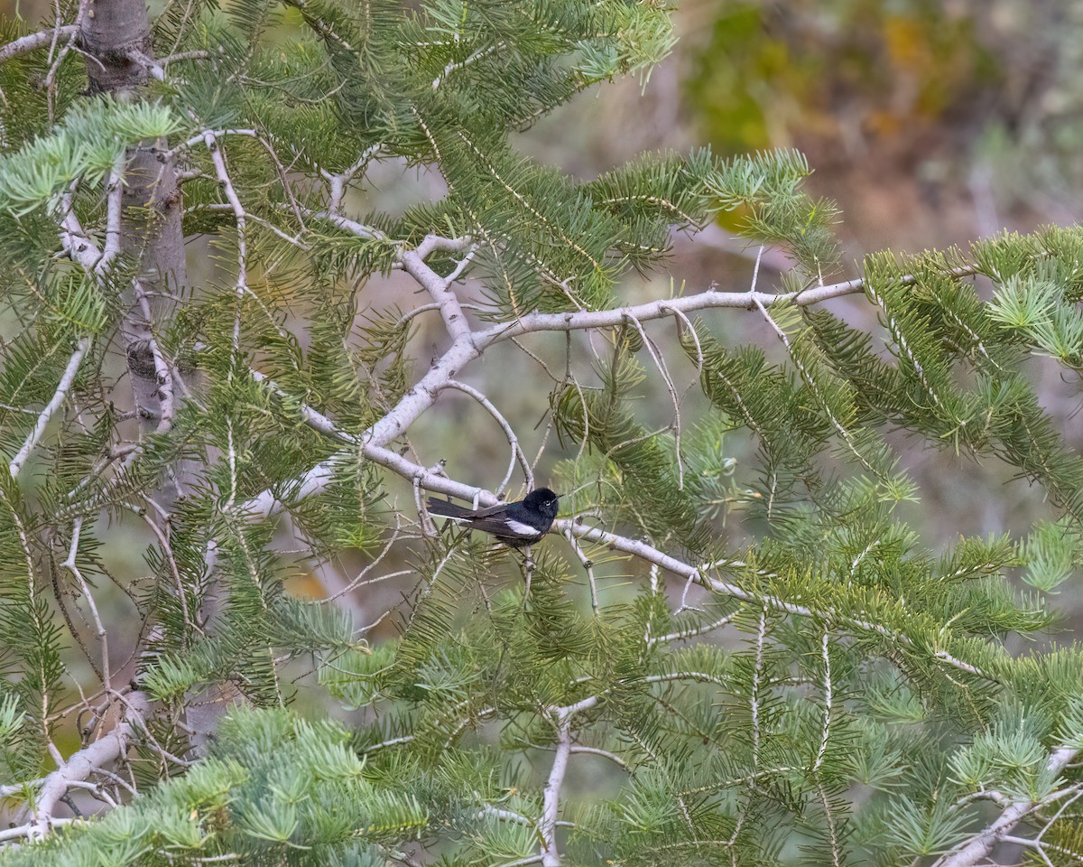 Painted Redstart - ML620305526