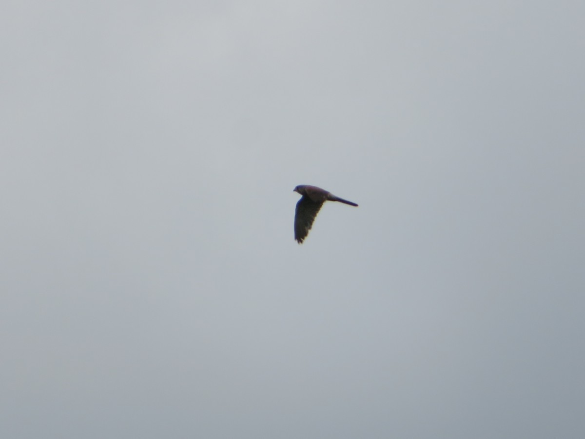 Eurasian Kestrel - ML620305528