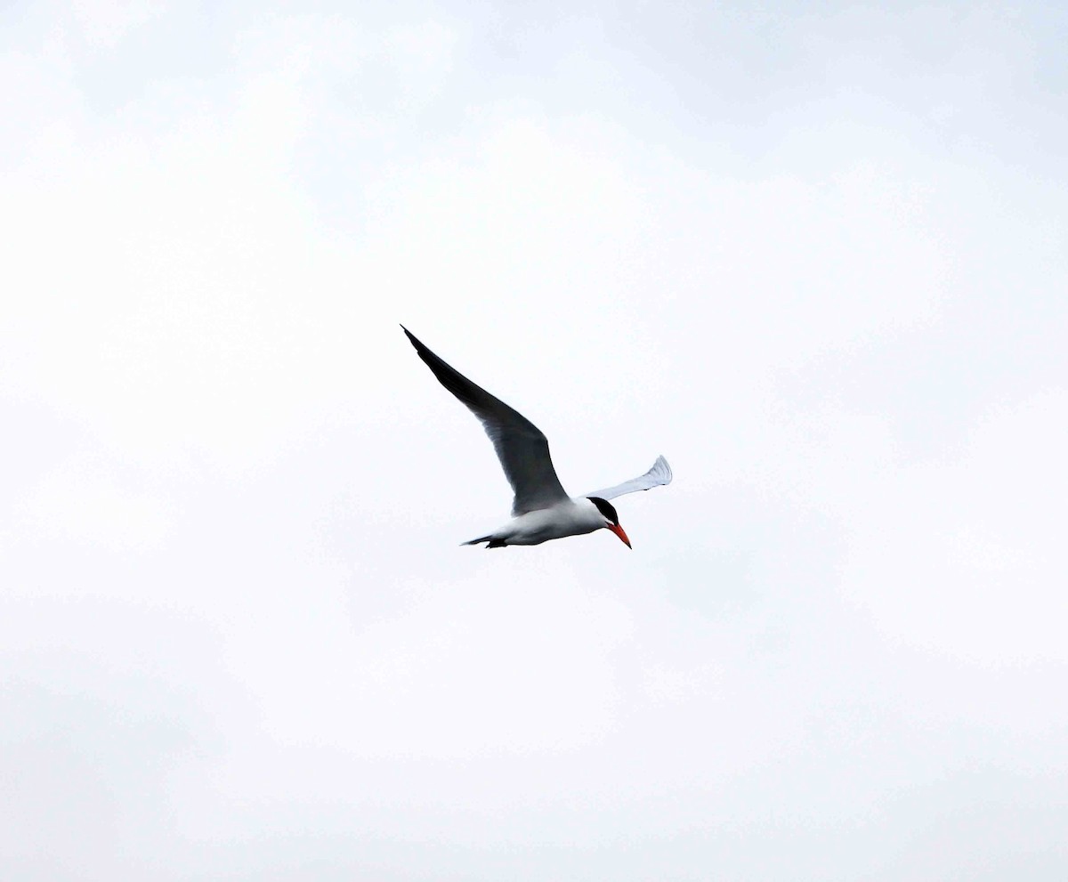 Caspian Tern - ML620305531