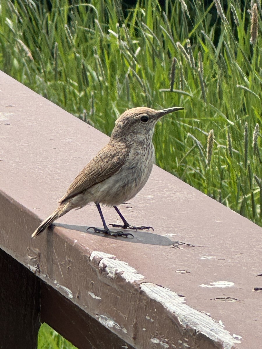 Rock Wren - ML620305537