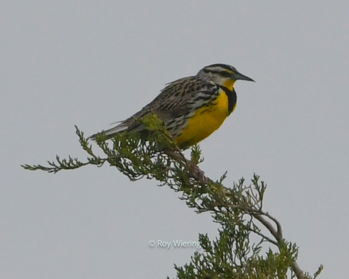 Eastern Meadowlark - ML620305539