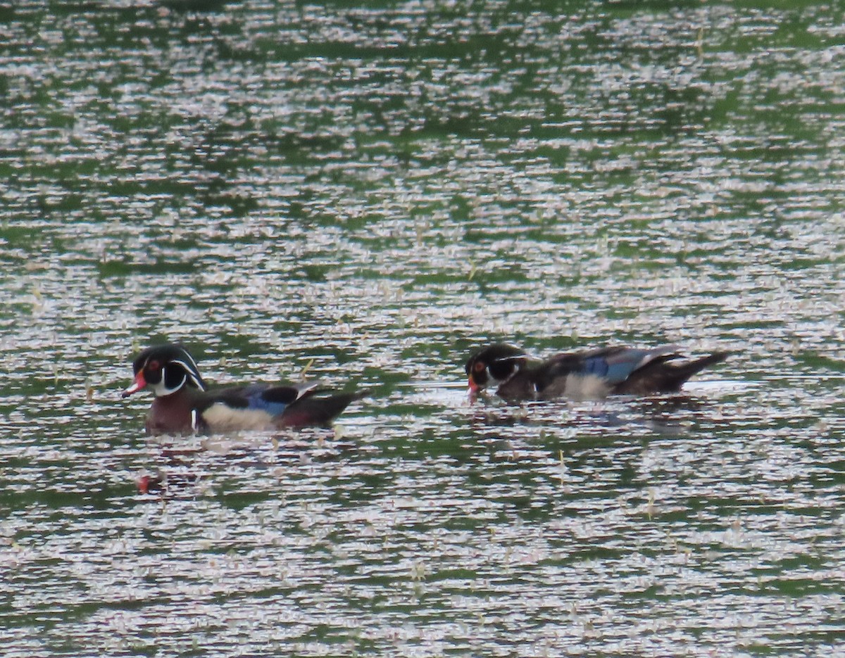 Wood Duck - ML620305541