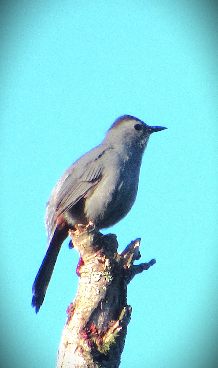 Gray Catbird - ML620305542