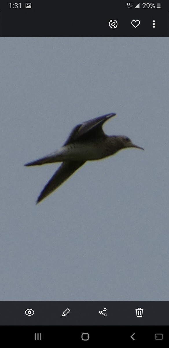 Upland Sandpiper - ML620305551