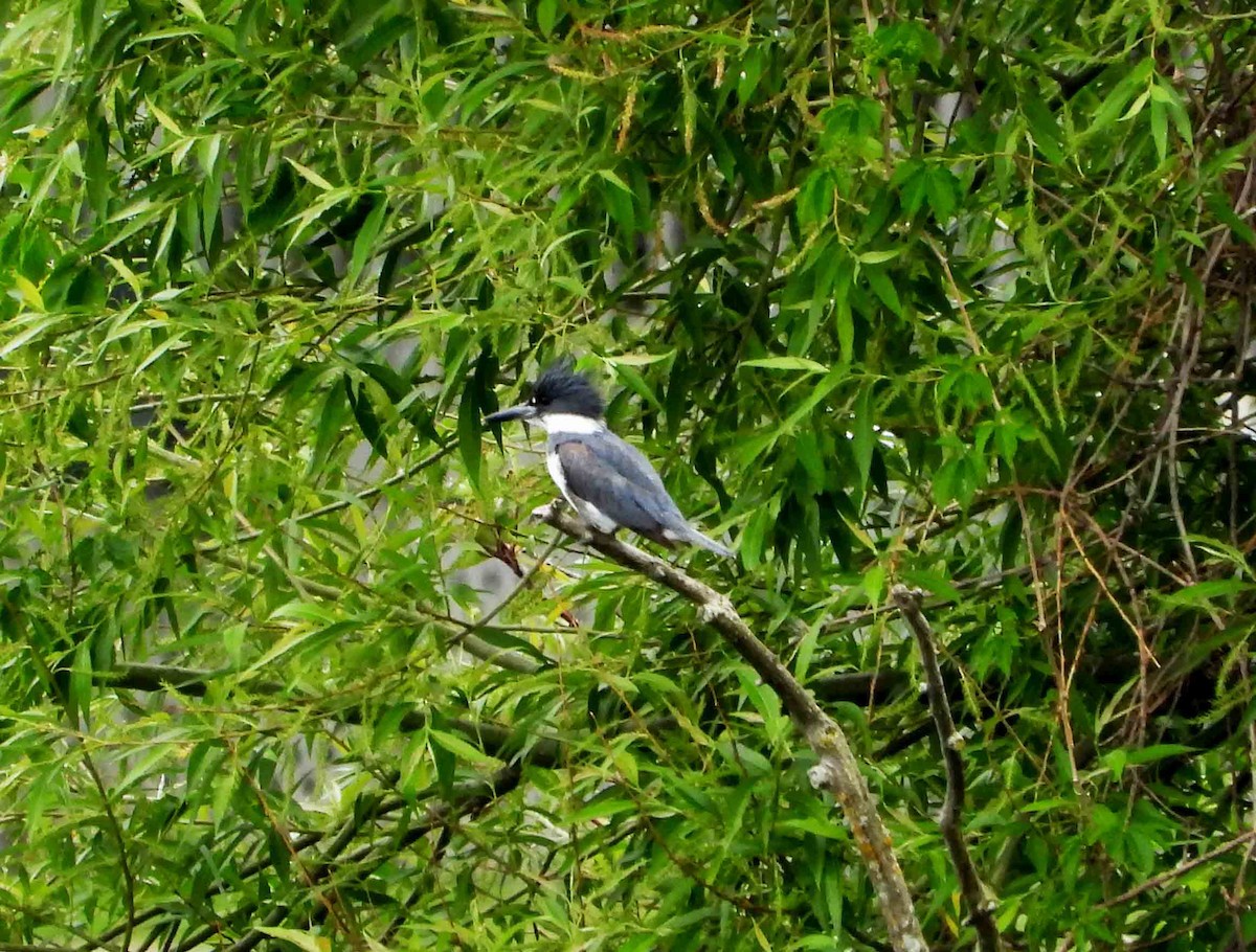 Belted Kingfisher - ML620305562