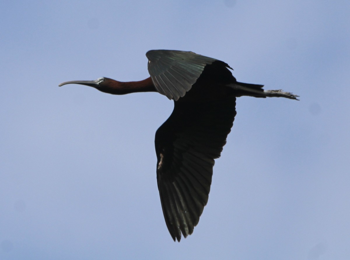 ibis hnědý - ML620305563