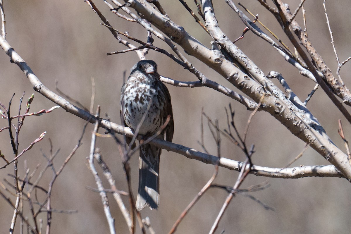 Fox Sparrow (Slate-colored) - ML620305572