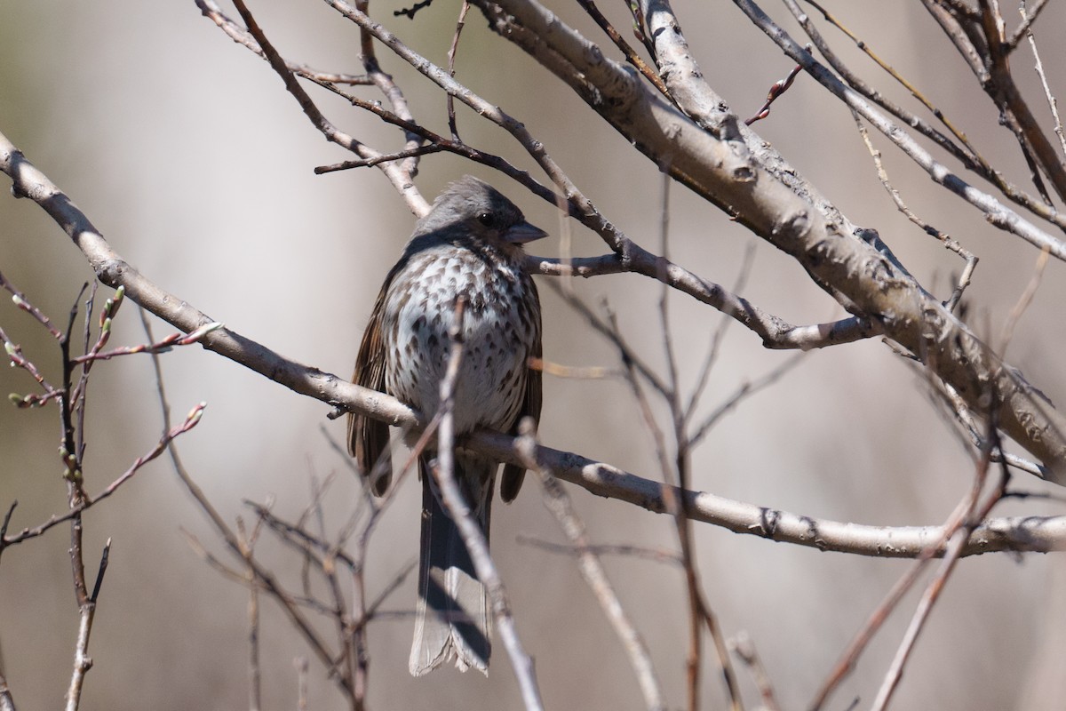 Fox Sparrow (Slate-colored) - ML620305573