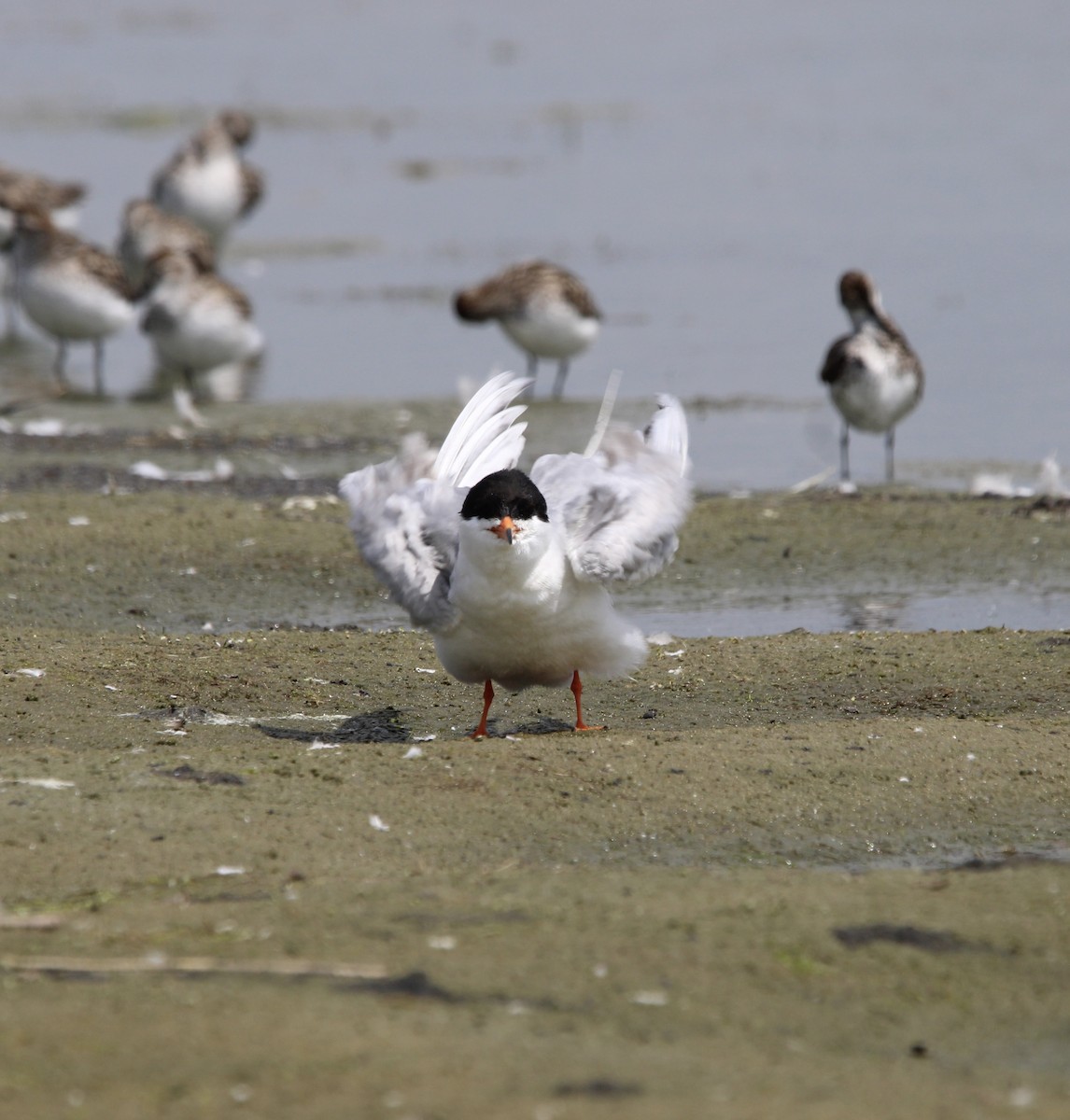 Forster's Tern - ML620305574