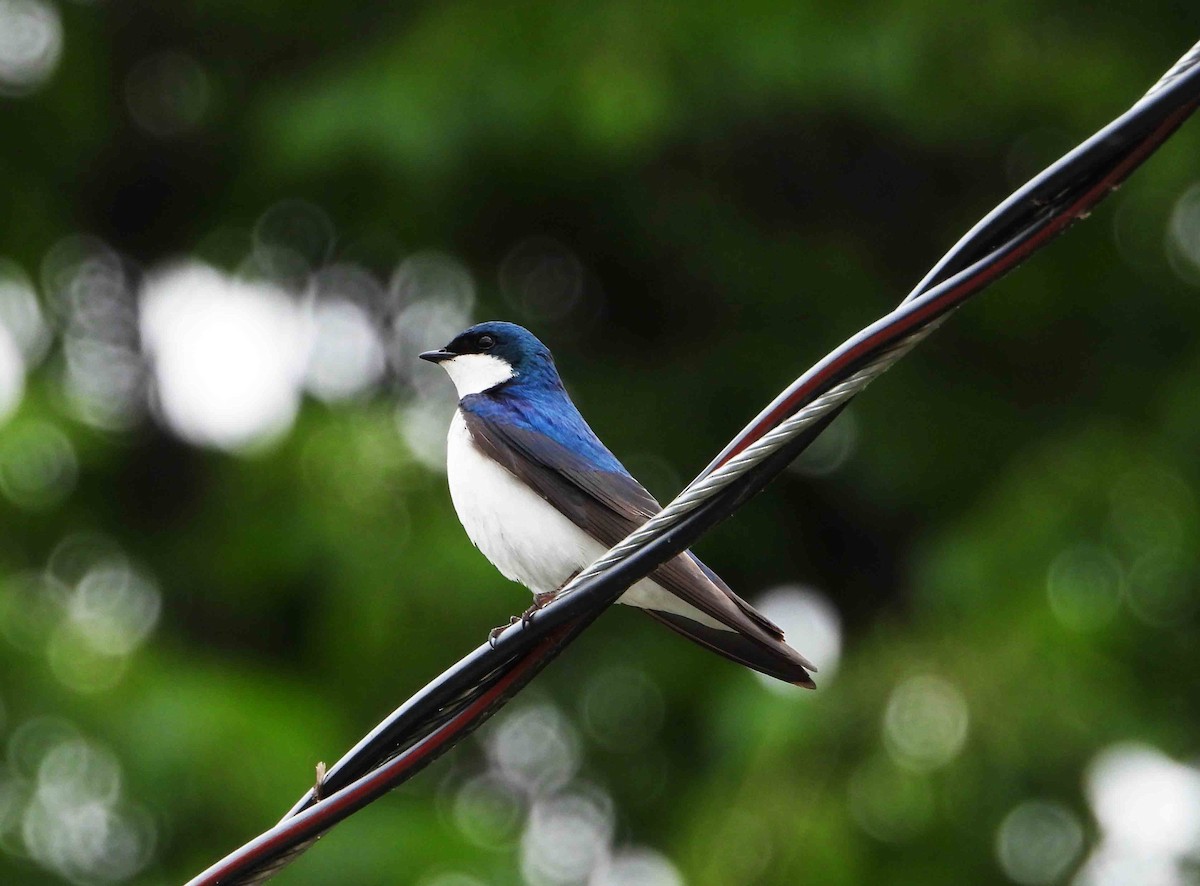 Golondrina Bicolor - ML620305575