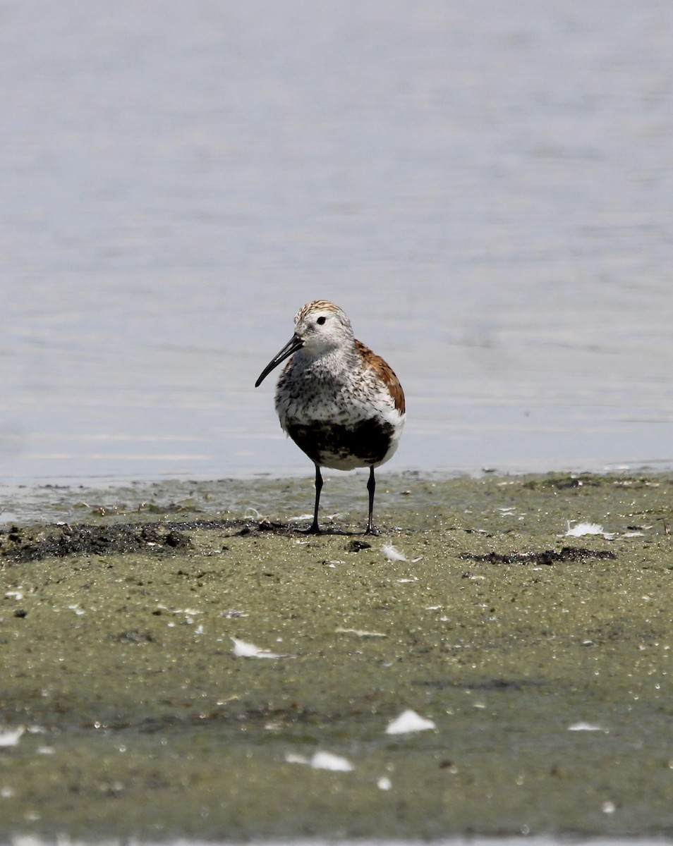 Dunlin - ML620305577