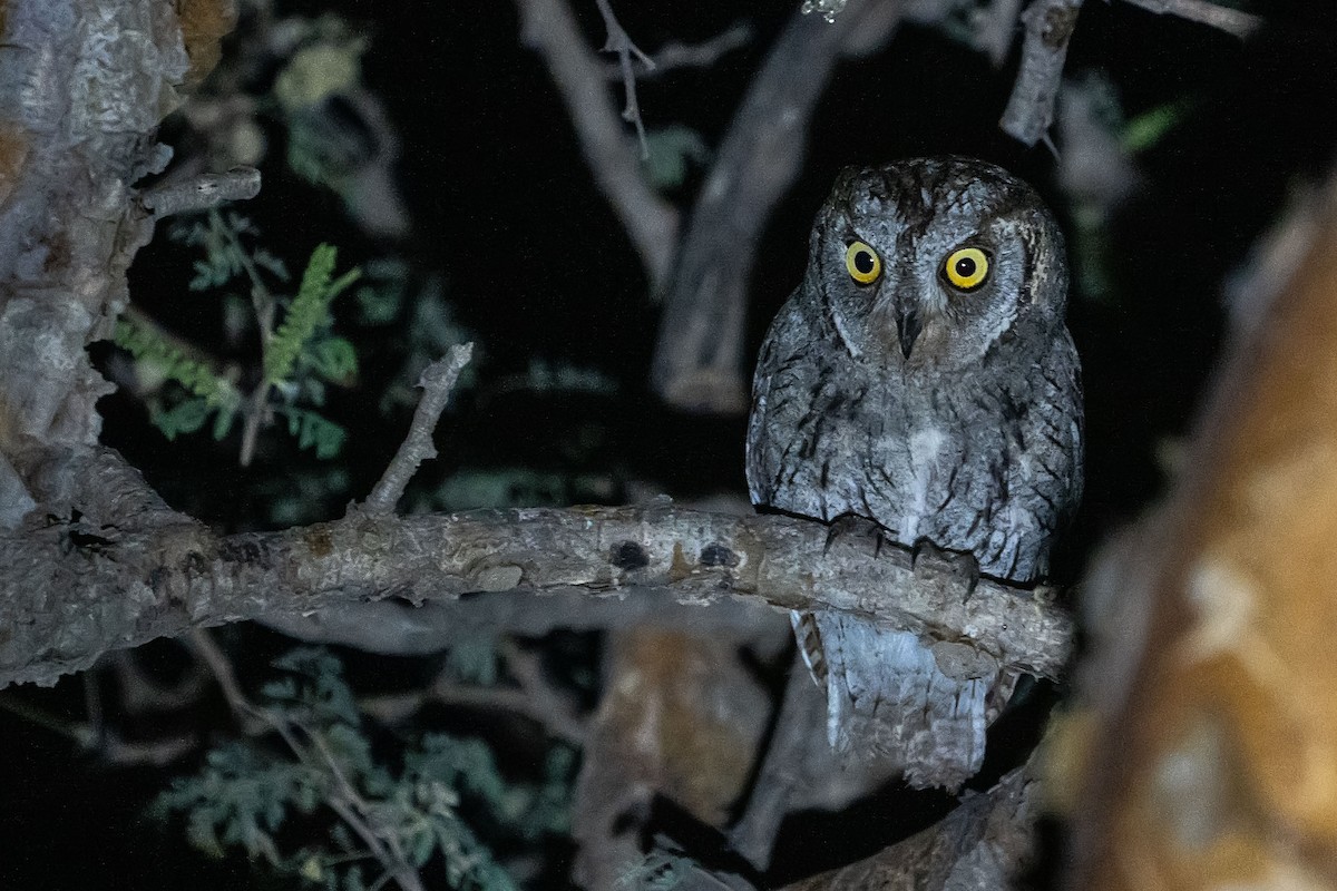 Arabian Scops-Owl - ML620305578