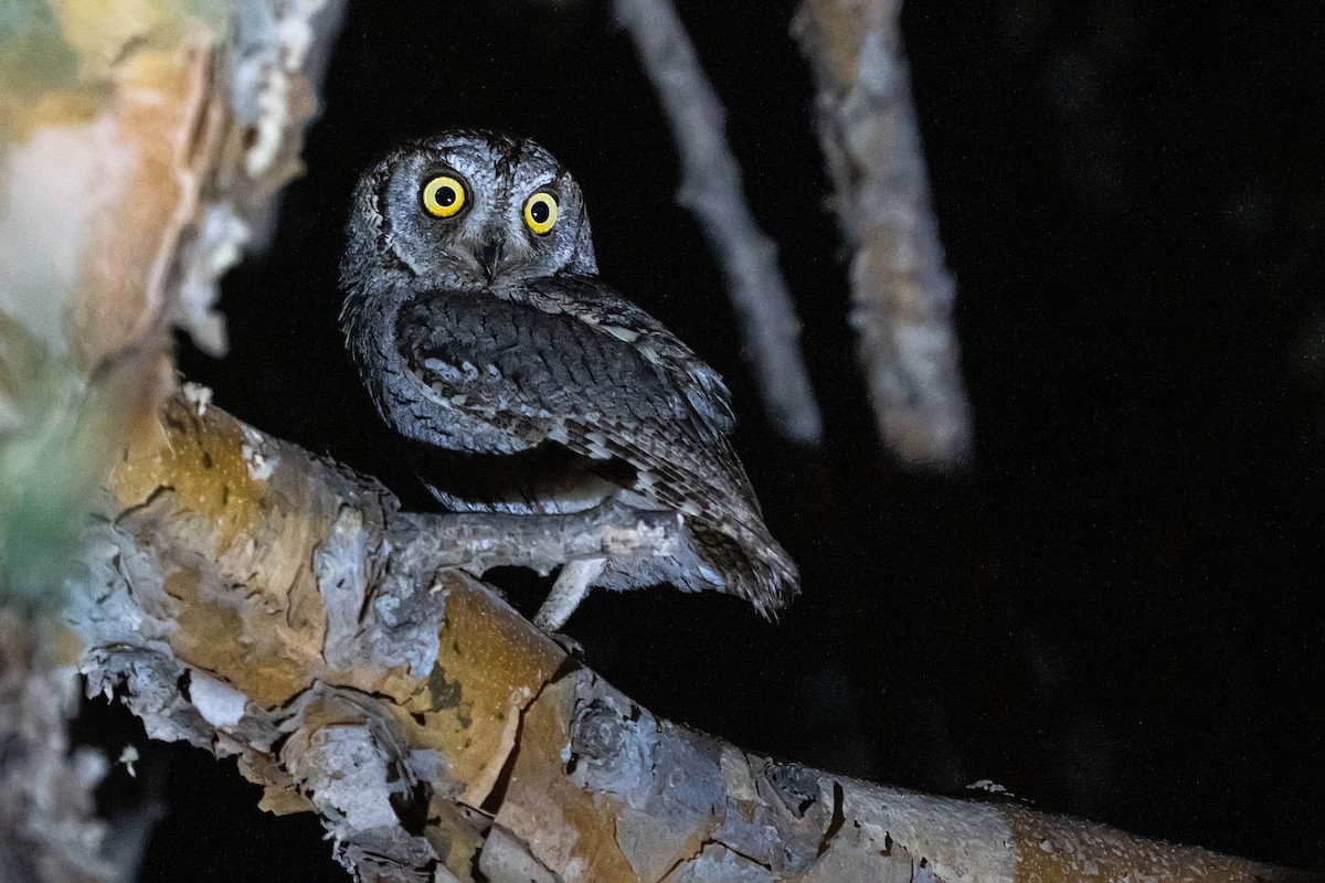 Arabian Scops-Owl - ML620305579