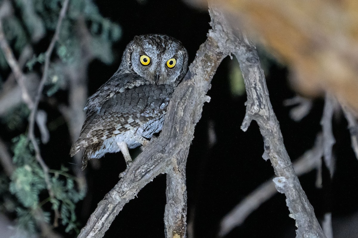 Arabian Scops-Owl - ML620305580