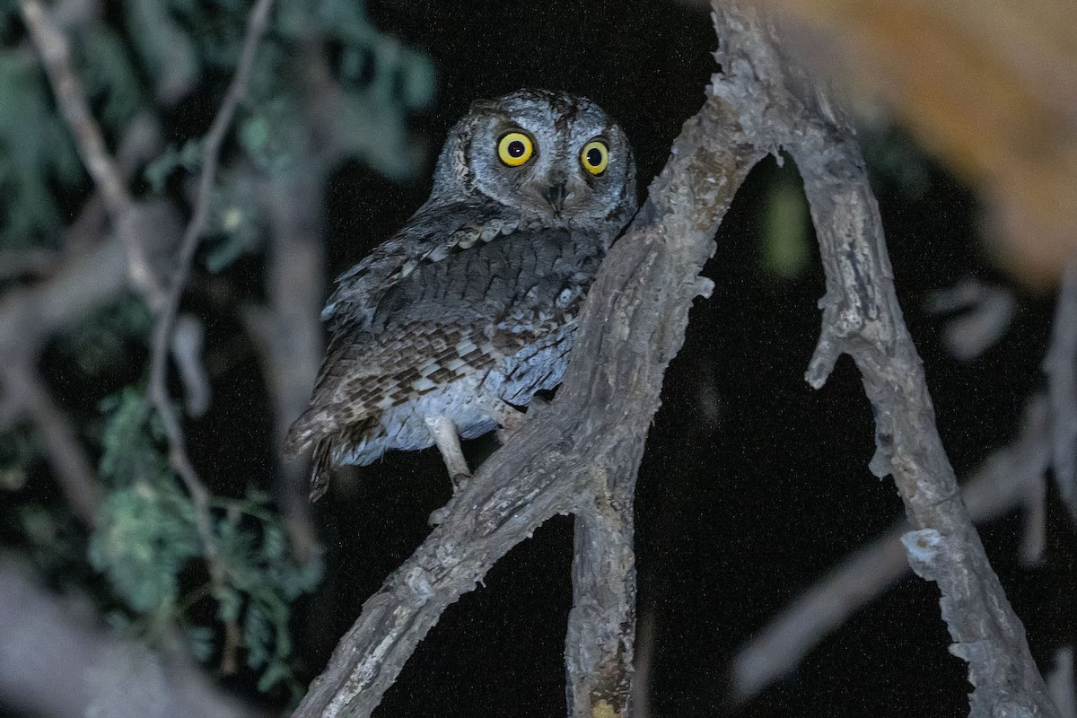 Arabian Scops-Owl - ML620305581