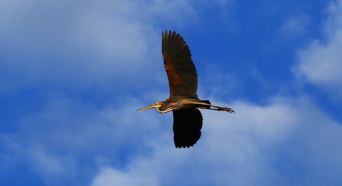 Purple Heron - ML620305587