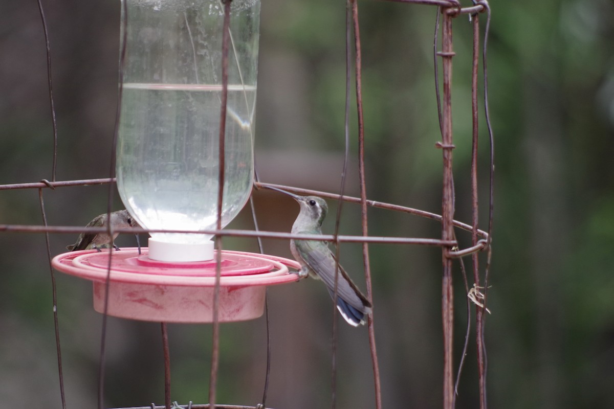 Colibri à gorge bleue - ML620305592