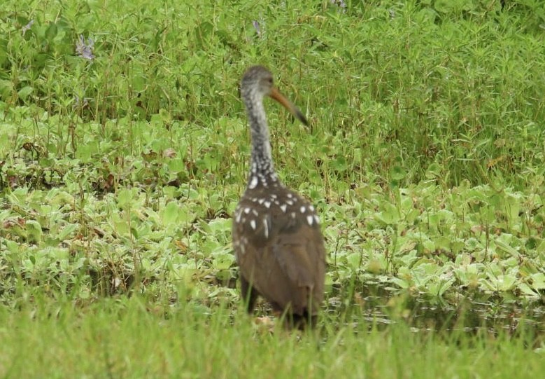 Limpkin - ML620305595