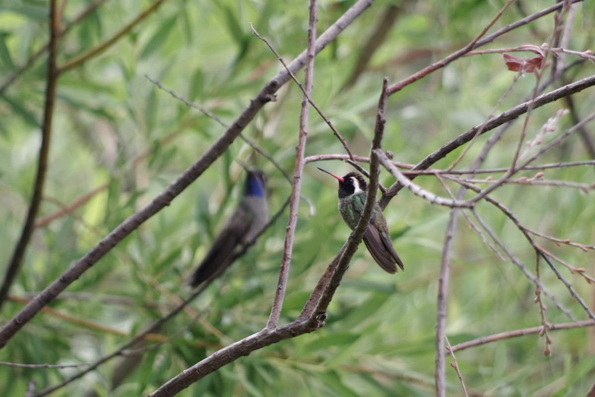 kolibřík bělouchý - ML620305599