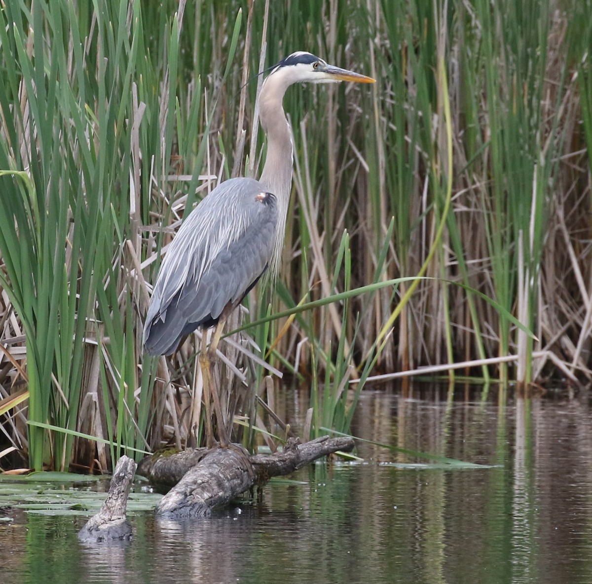 Great Blue Heron - ML620305612