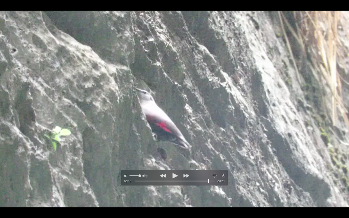 Wallcreeper - ML620305627