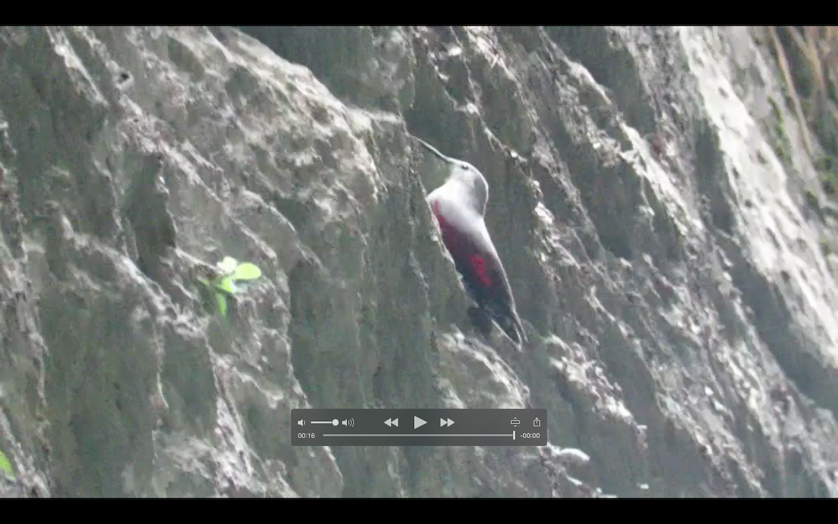 Wallcreeper - ML620305628